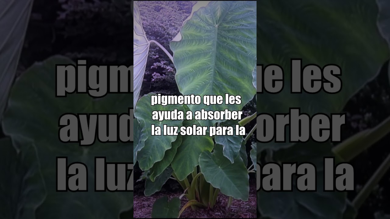 Qu&eacute; es la Clorofila? 🤔☘