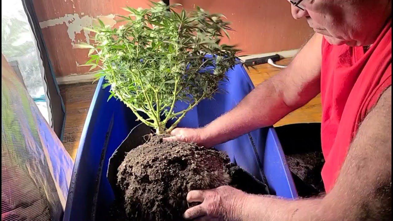 Transplanting my flowering auto from 5 gallon to 7 gallon pot and why!