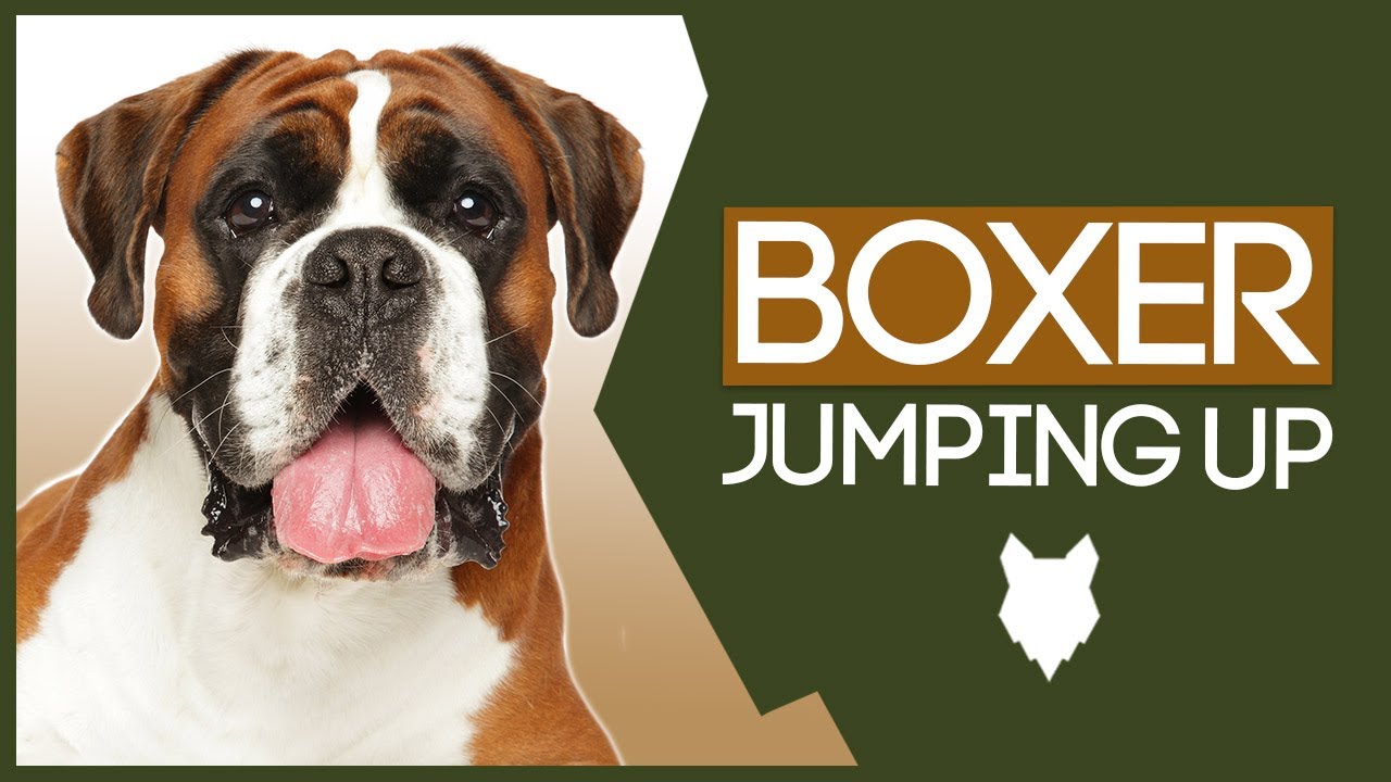 PUPPY TRAINING! Stop Your BOXER Jumping Up