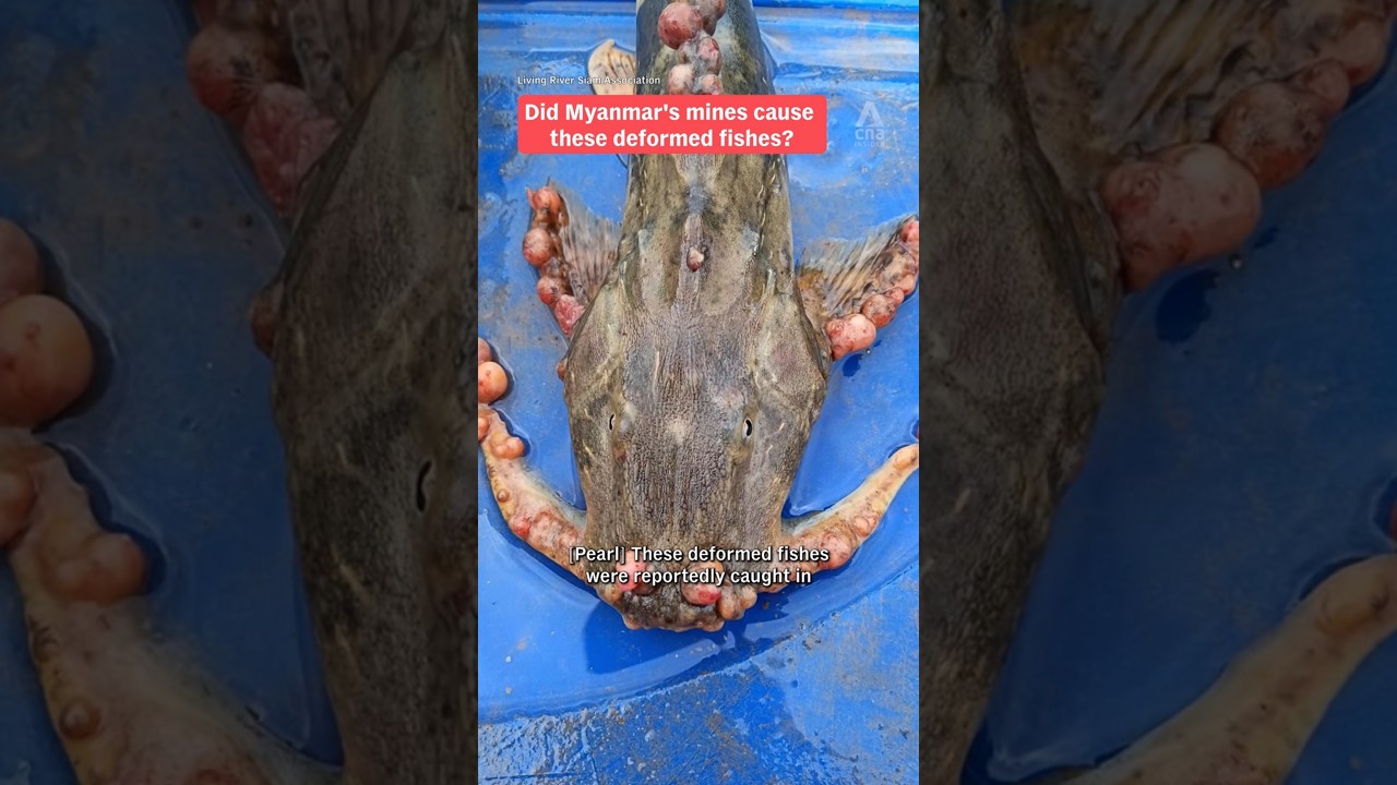 Did Myanmar's mines cause these deformed fishes? #illegal
