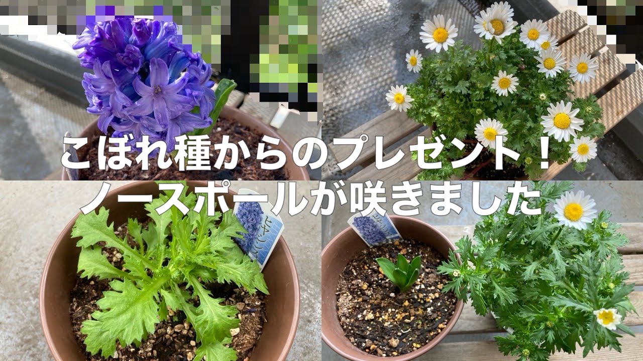 こぼれ種からのプレゼント！ノースポールが咲きました【ベランダガーデニング】