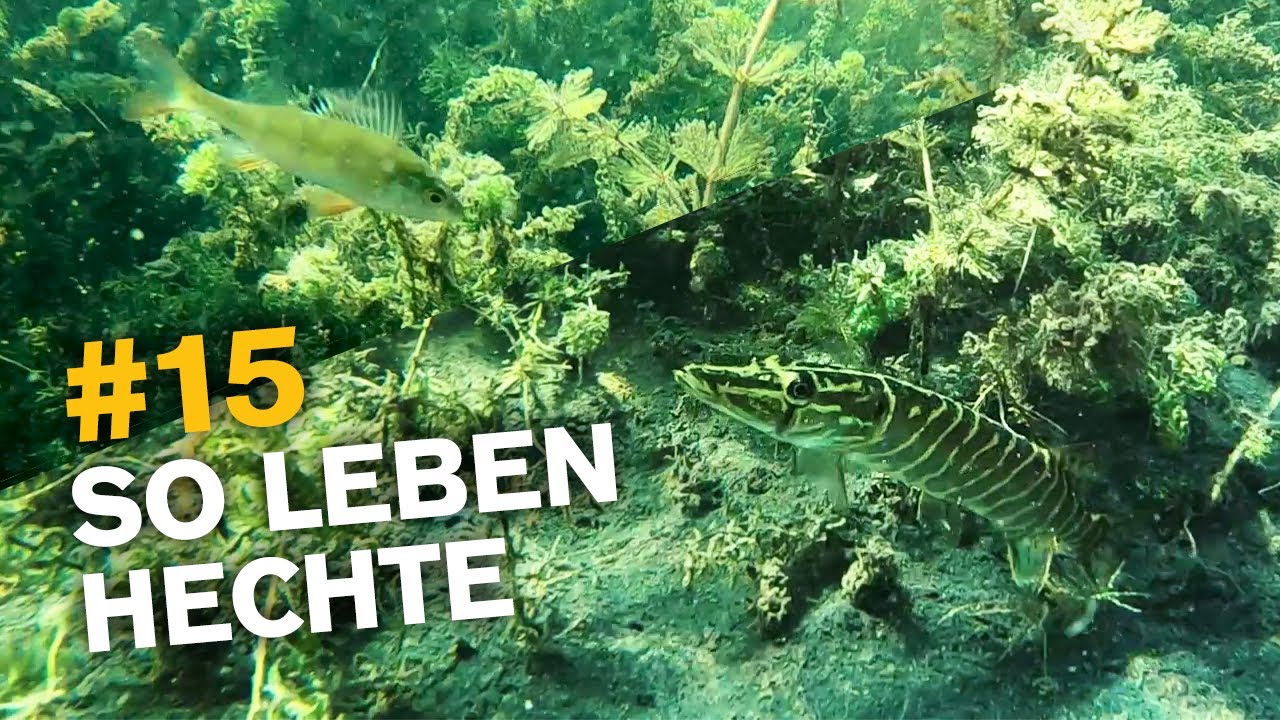 Hechte unter Wasser + Angeln auf Hecht vom Ufer 🐊