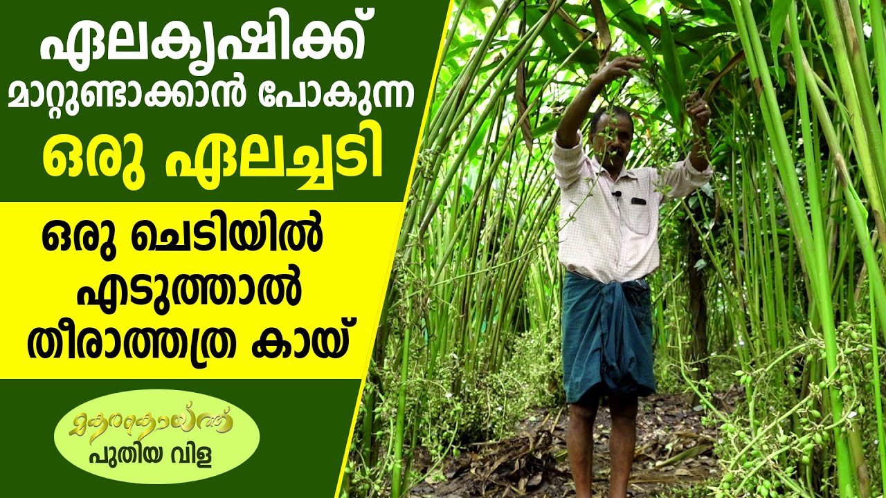 365 ദിവസം വിളവ് നല്‍കുന്ന ഏലം I cardamom cultivation