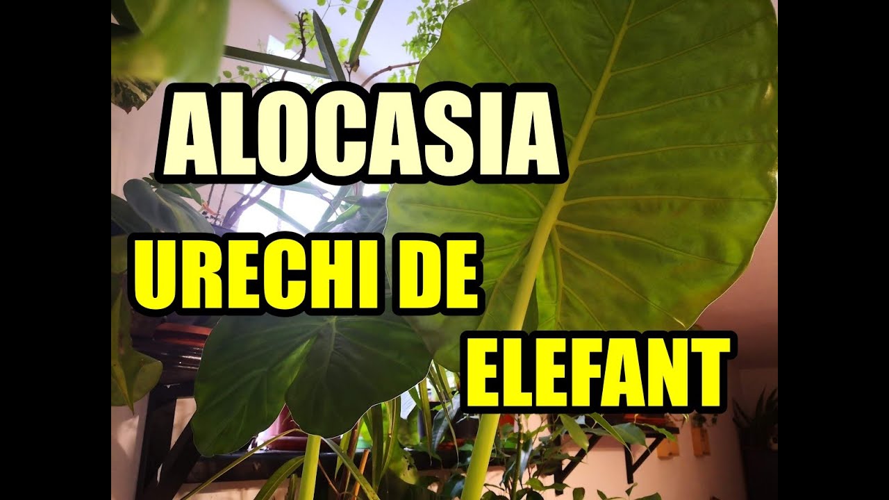 Cum se îngrijește planta 
