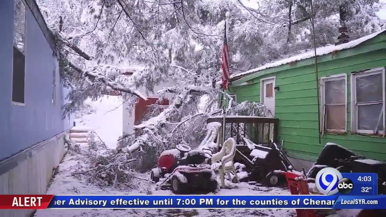 Heavy wet snow weighing down pine trees