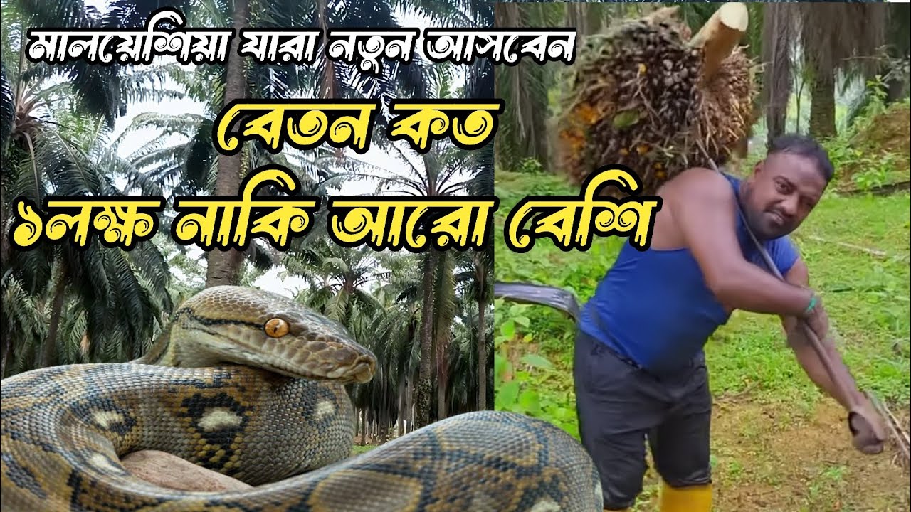 পামবাগান কাজের কষ্ট ও ইনকামের সত্য কথা | মালয়েশিয়া লাইফ | Malaysia Calling Visa Update | Tazuddin 