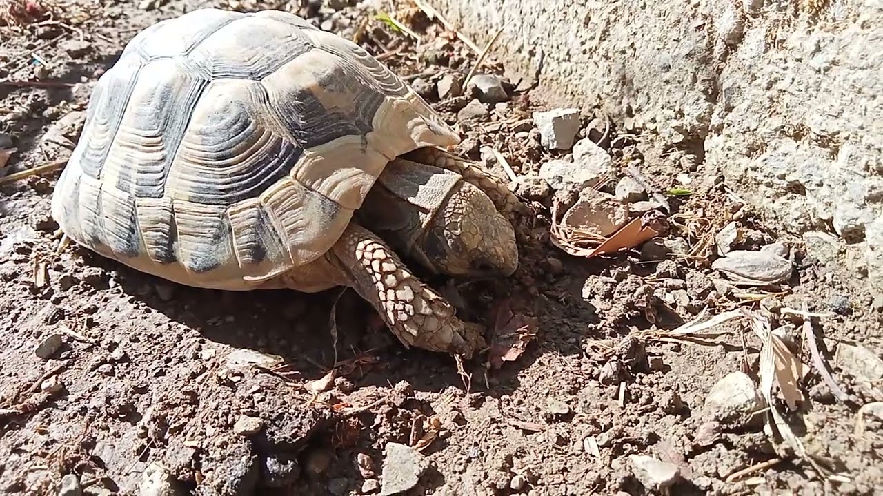Le tartarughe mangiano i lombrichi🐢🪱