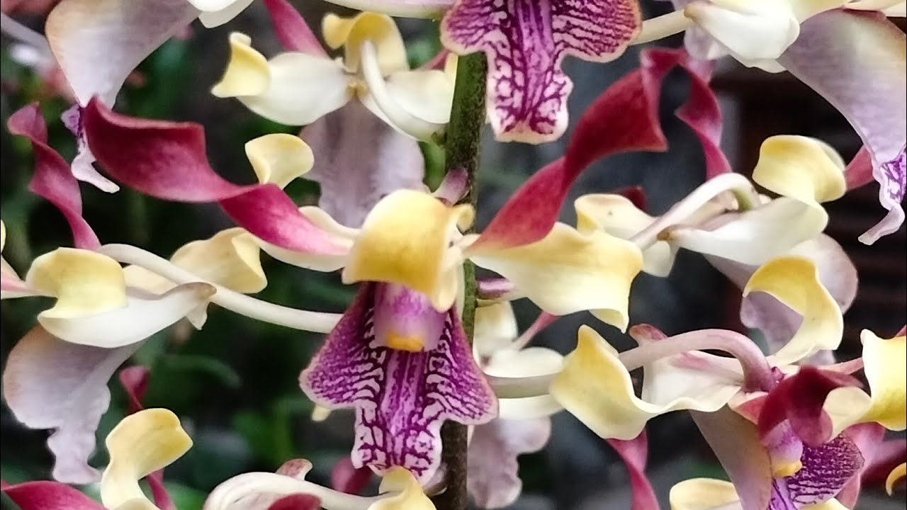 Dendrobium Kriting