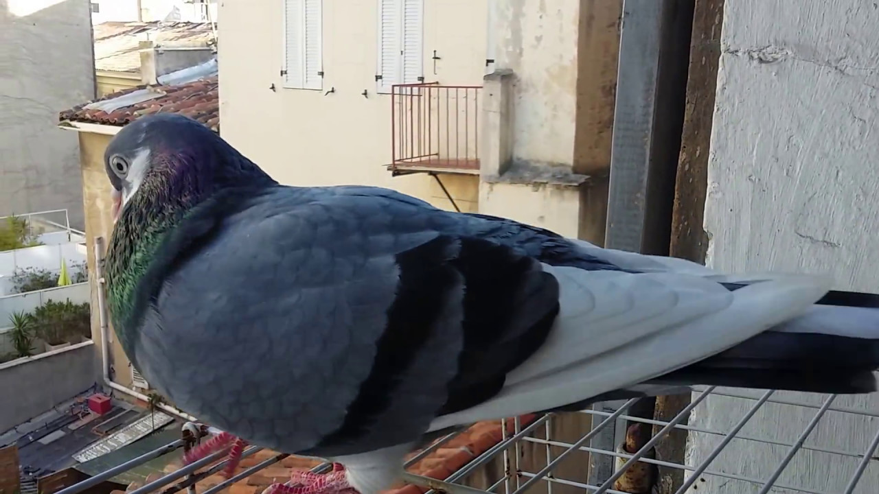 Pigeon singing 3