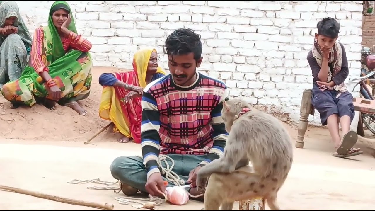 बंदर का खेल... पेतर मेले में। बंदर नाटक। बंदर बंदरिया का खेल, प्रसिद्ध वीडियो🐒🐒🐒