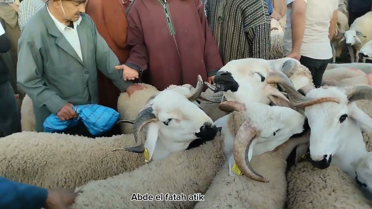 الله على سوق المواشي خميس العطاوية القلعة|اليوم 8يونيو2023 مع تمن الحولي عيد الاضحى