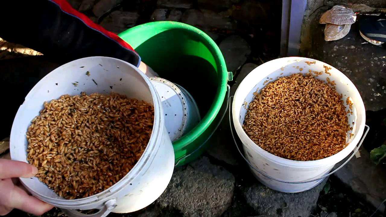 How to Sprout Grain for Organic Poultry. Graines germés bio Granos germinados para pollos