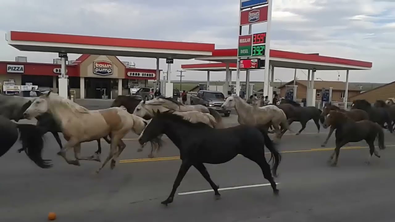 Running of the Horses - Indian Days (2014)