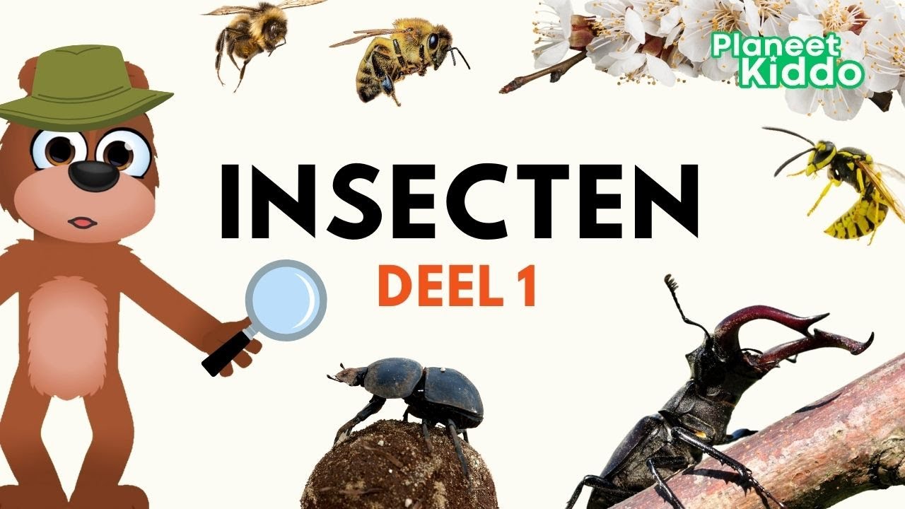 🐝 Insecten Leren In Het Nederlands | Educatief Dieren Filmpje Voor Peuters En Kleuters | Groep 1 - 4