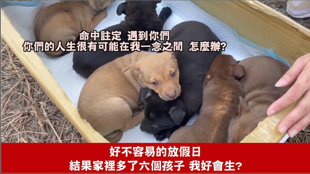 命中註定遇到你們 我多了六個孩子 怎麼辦?