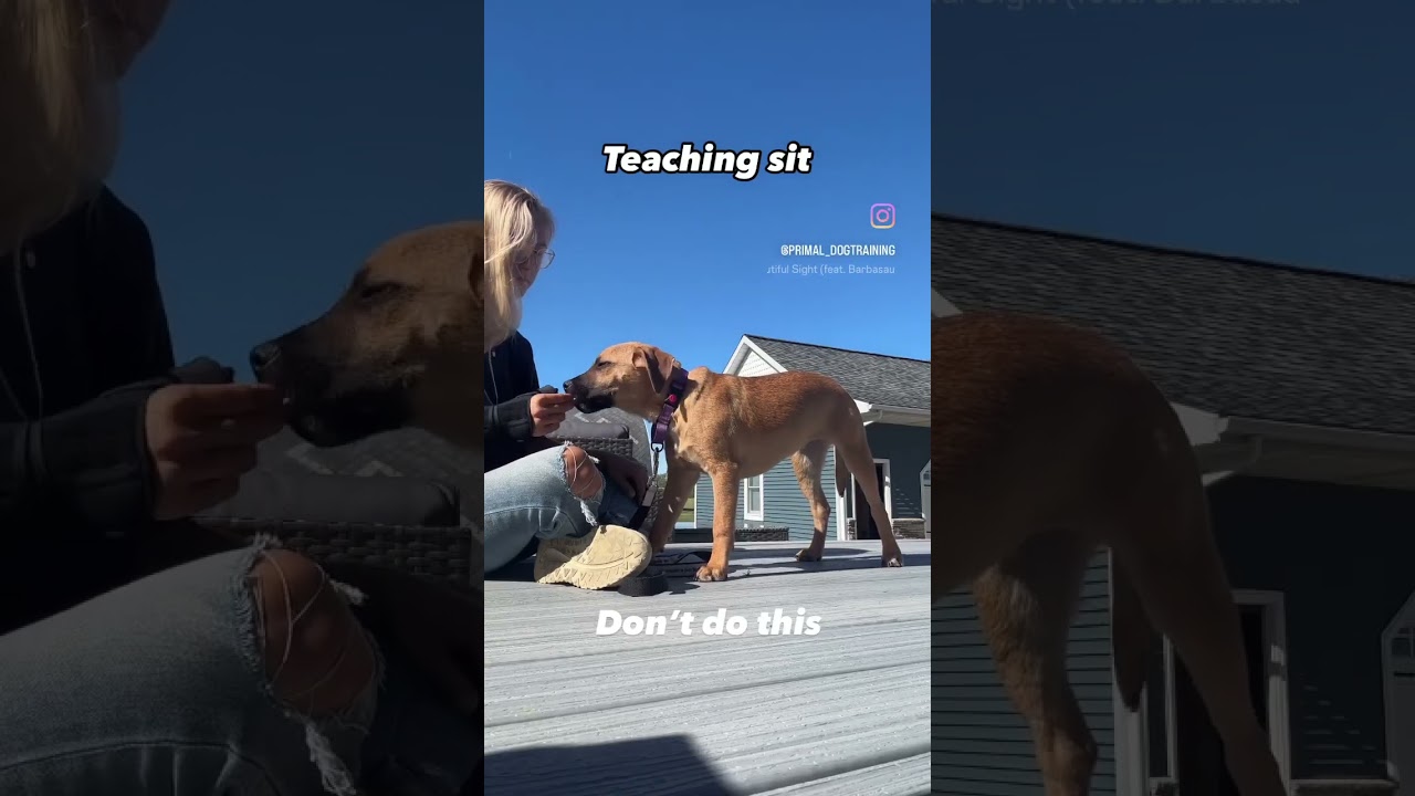 How to teach your puppy to sit!