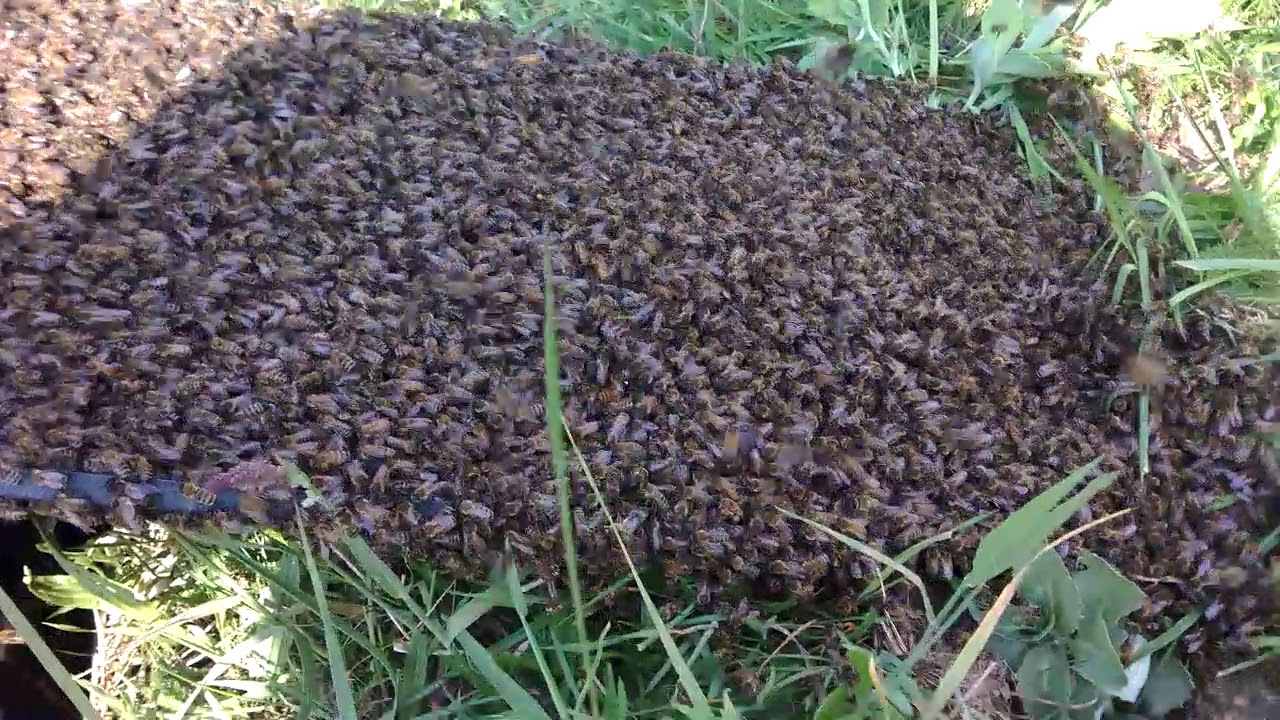 Osadzanie roju w nowym ulu