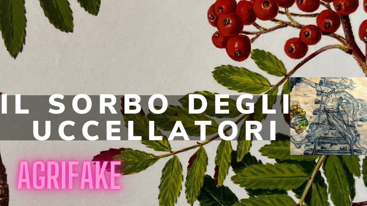 IL SORBO DEGLI UCCELLATORI 🦅(Sorbus aucuparia)