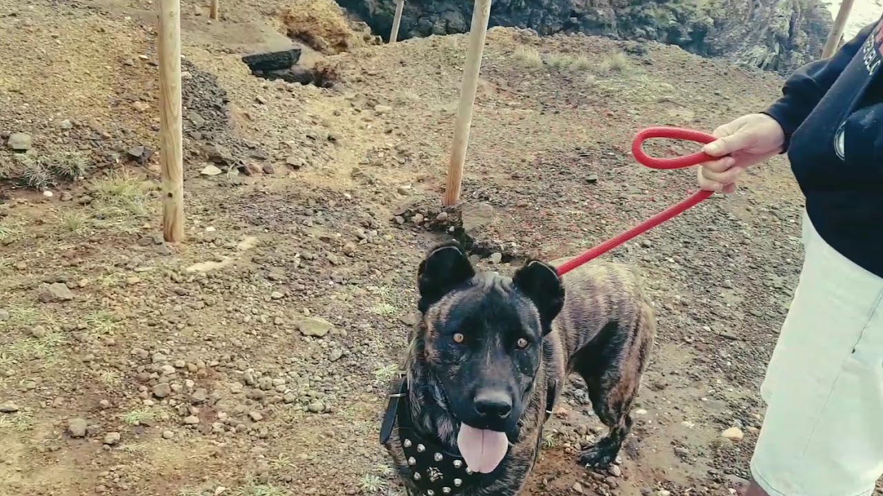 Fila São Miguel - Azores Cattle Dog