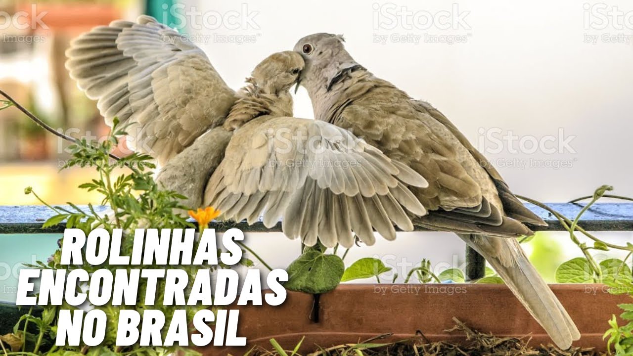 ROLINHAS ENCONTRADAS NO BRASIL