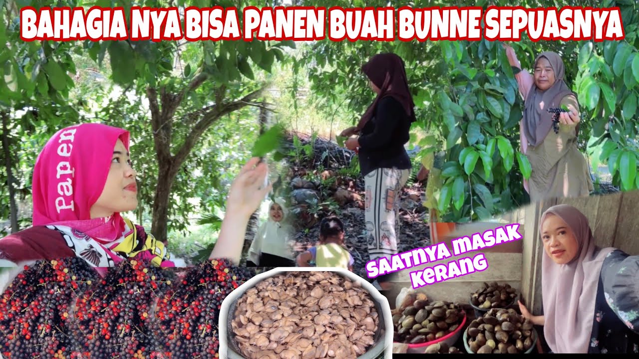 REBUS KERANG HASIL NGEBOLANG KEMARIN, LANJUT PANEN BUAH BUNNE 