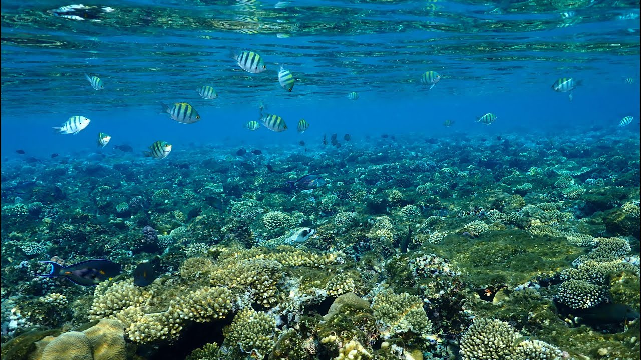 Snorkeling tour in Sunrise Diamond Beach Resort , Sharm el Sheikh .