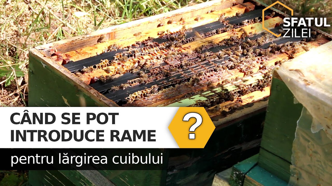Cand se pot introduce rame pentru largirea cuibului?
