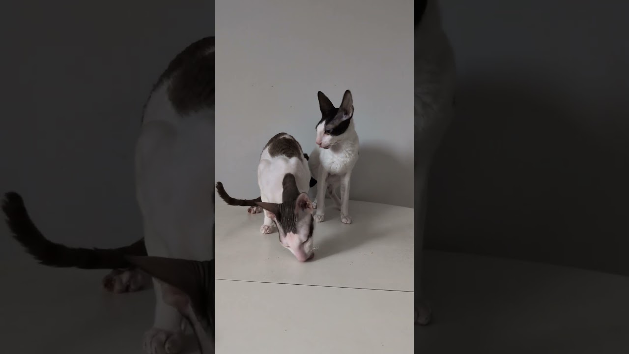 Cat Taste Test – Creamy Catit (Tuna) - Cornish Rex - 