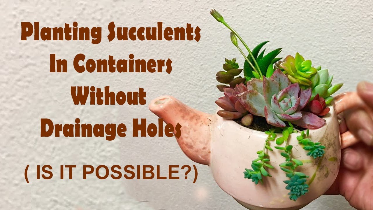 Can you use containers without drainage holes when planting succulents?