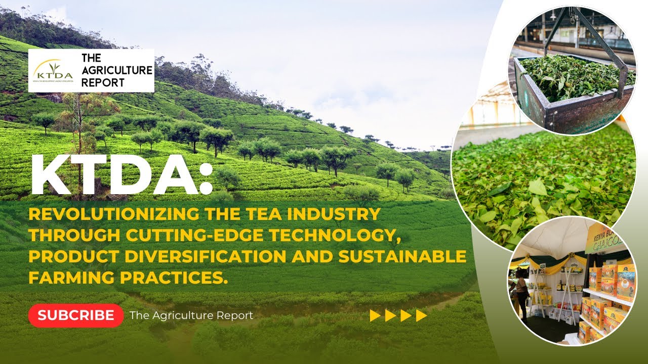 KTDA’s Tech-Driven Innovations & Sustainable Tea Farming | Empowering Kenyan Farmers