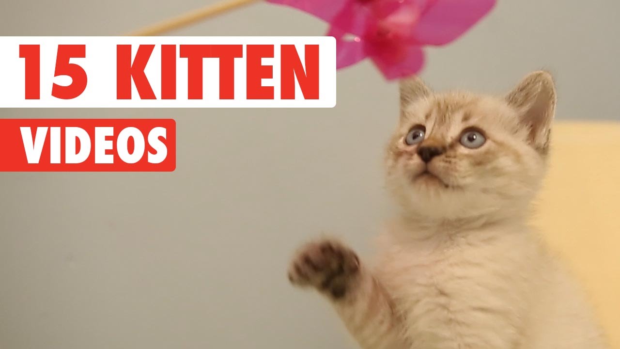 15 Cute Kittens Video Pet Compilation 2016