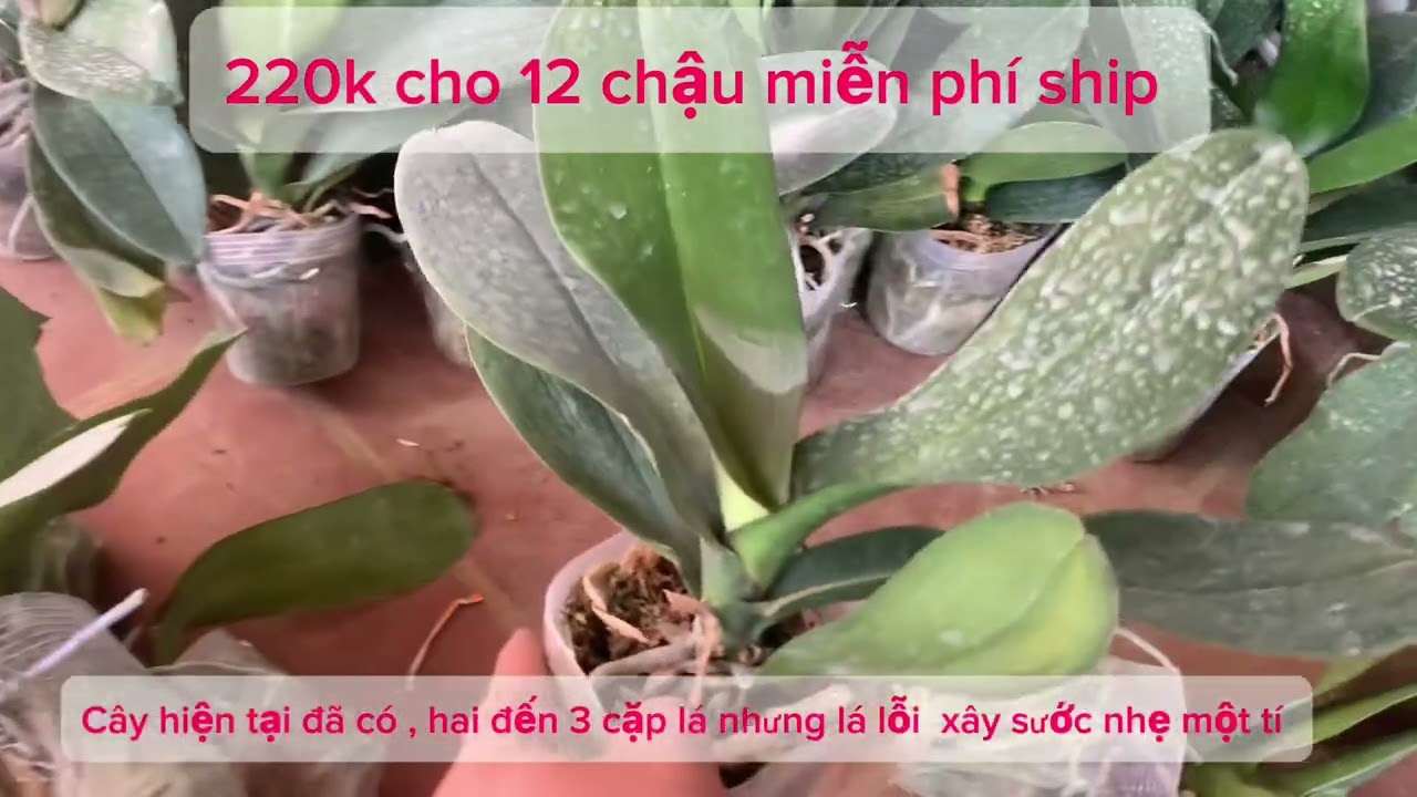 Thanh l&yacute; hồ điệp si&ecirc;u 12 c&acirc;y miễn ship ship sdt. 096878.4321