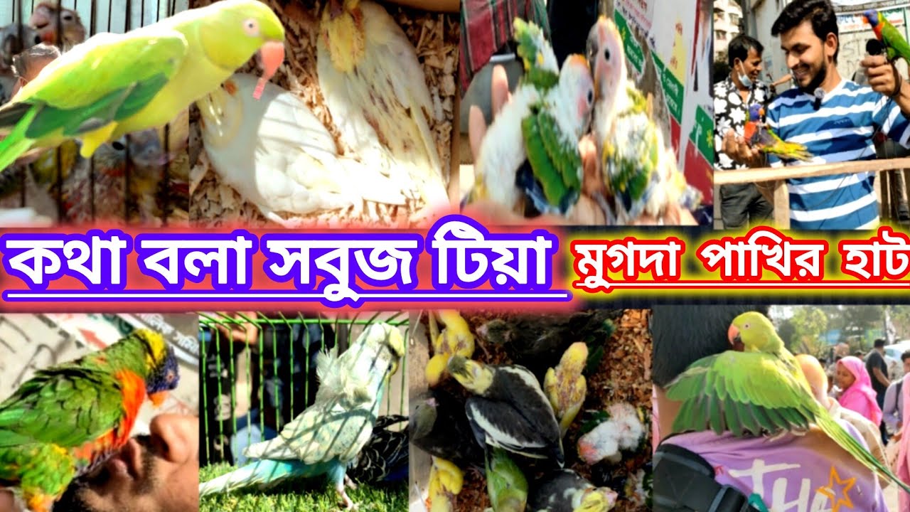 কথা বলা সবুজ টিয়া এসেছে মুগদা পাখির হাটে, The talking green tit has come to the Mugda Bird Market.