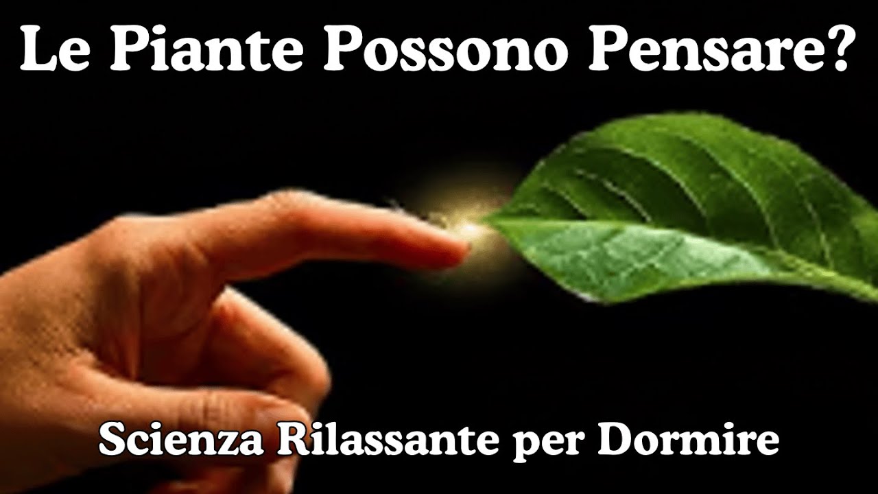 🌿 Le Piante Possono Pensare? &mdash; Documentario Scientifico Rilassante per Dormire 😴