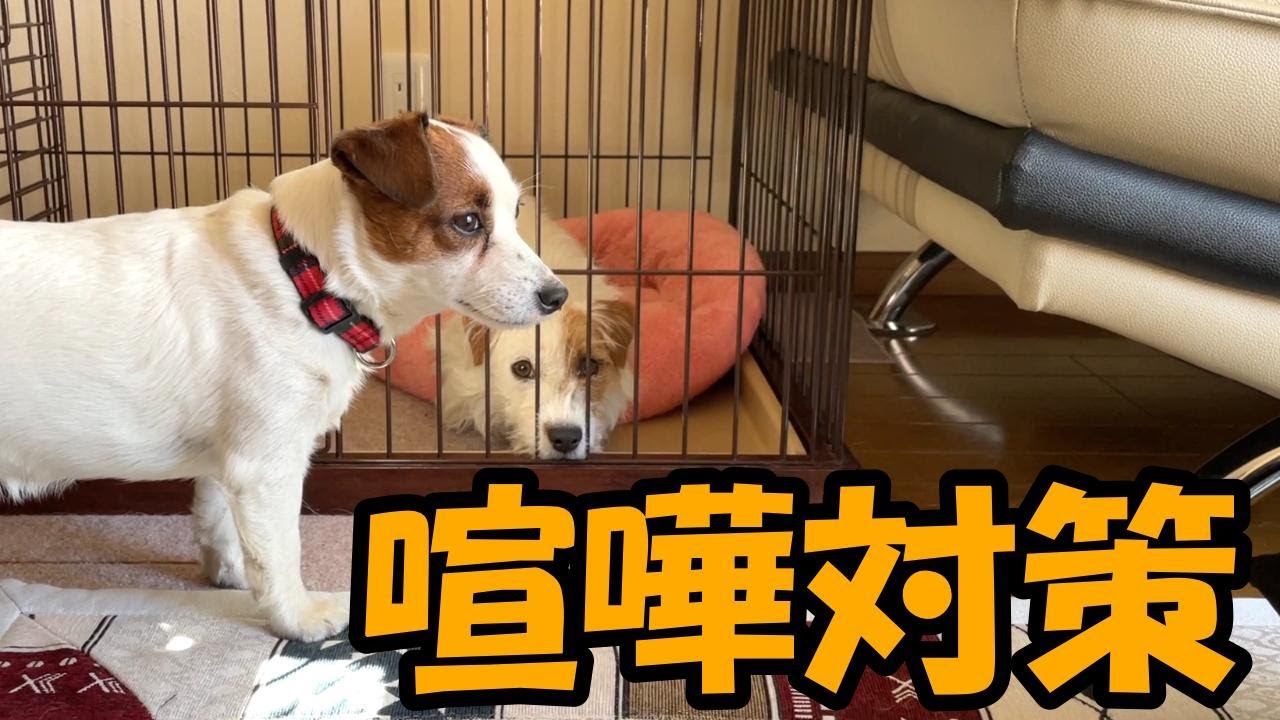 【問題発生！】多頭飼いの難しさに直面しています
