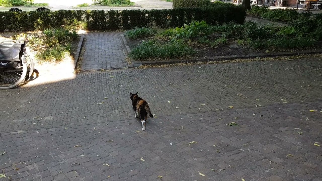Haarlem: een hofje