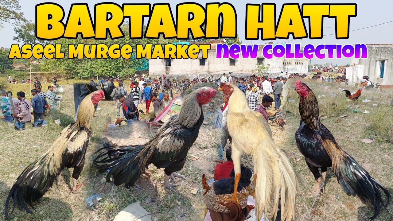 Bartarn Hatt Aseel Murga Market 🐓 Bartan Aseel Murga Market 🐓 New Collection 💥 