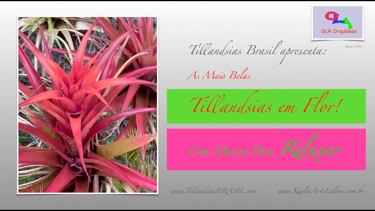 Show de Belíssimas Tillandsias em Flor!