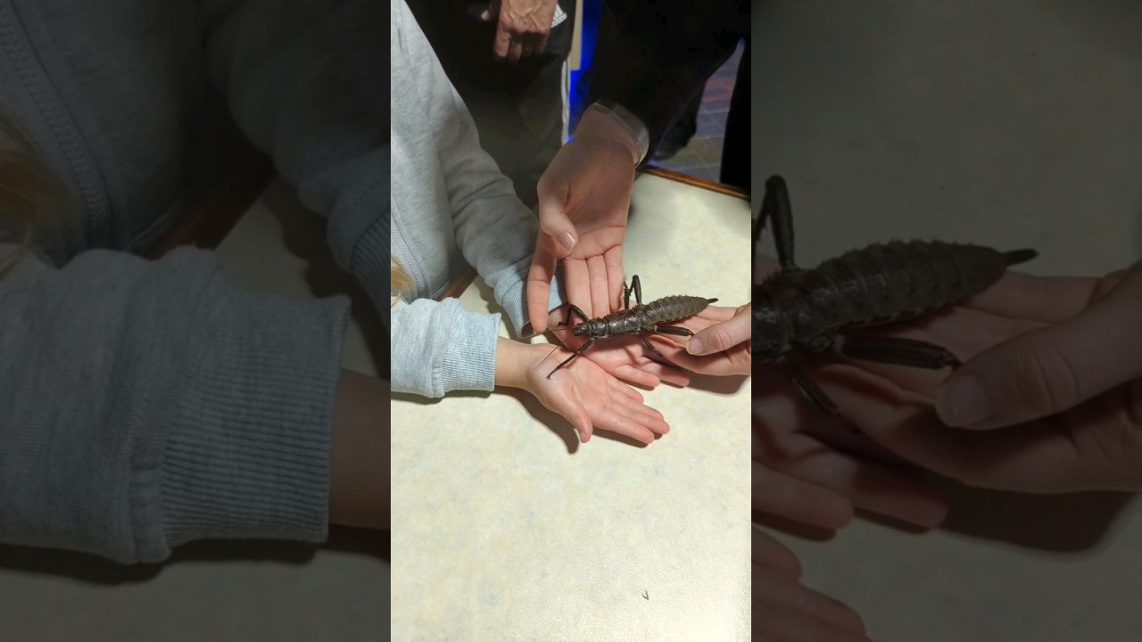 Can't Believe She held the BIGGEST Bug!! 😱 #bug #crazy #shorts #viral
