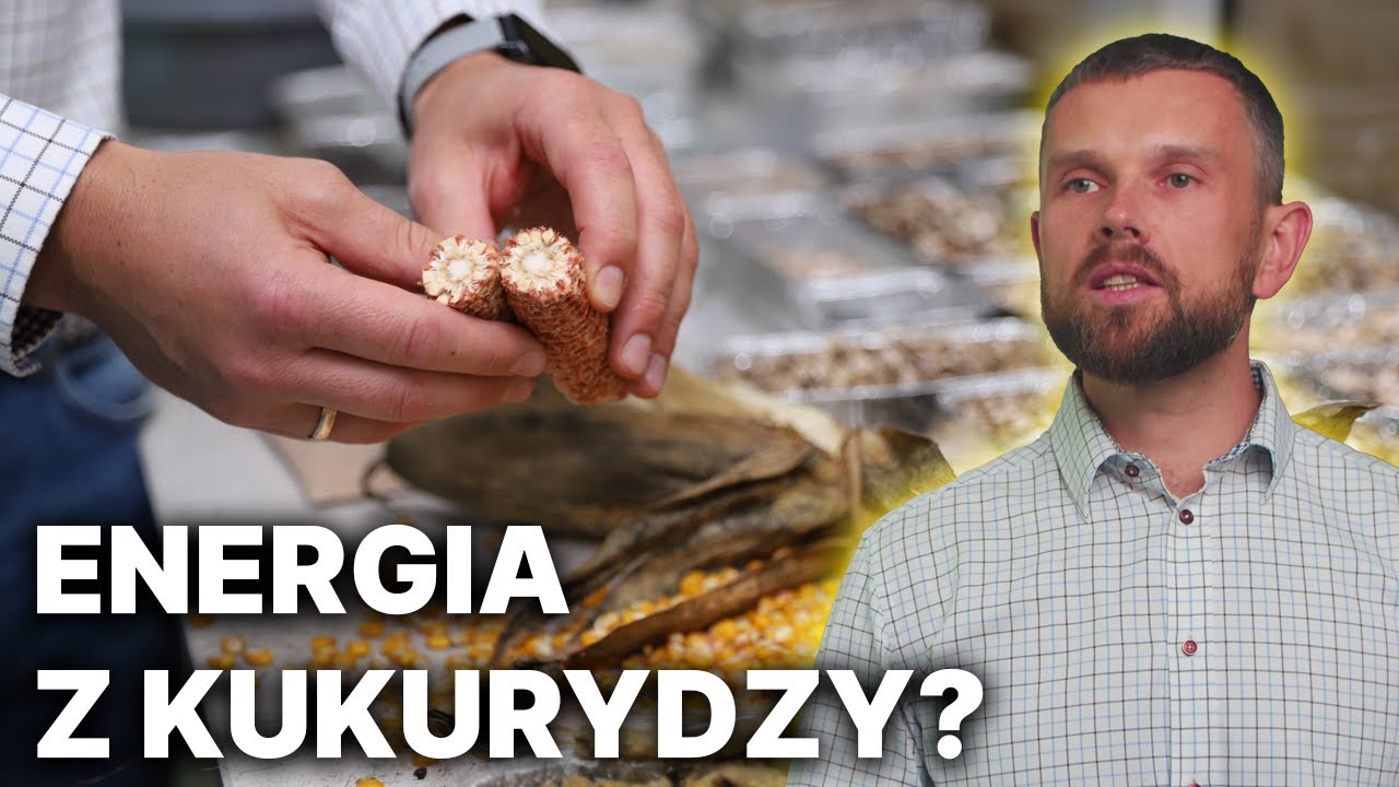 Energia z kukurydzy - dr inż. Dawid Wojcieszak, Wyd. Inżynierii Środowiska i Inżynierii Mechanicznej