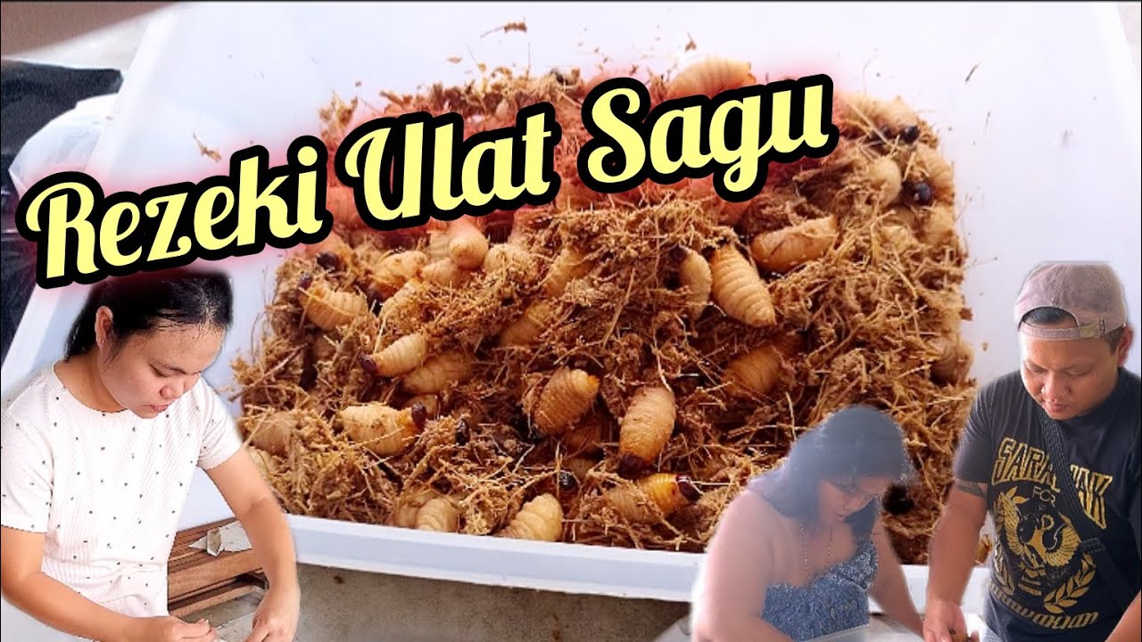 Rezeki Dapat Ulat Sagu dari Rumah Mak di Kg Ranchan | Makanan Exotic #ulatmulong