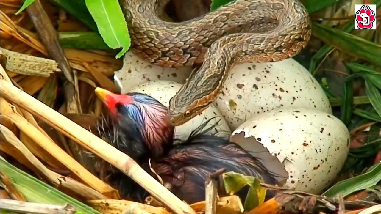 Snake hunts baby bird in nest | Snake attack on bird