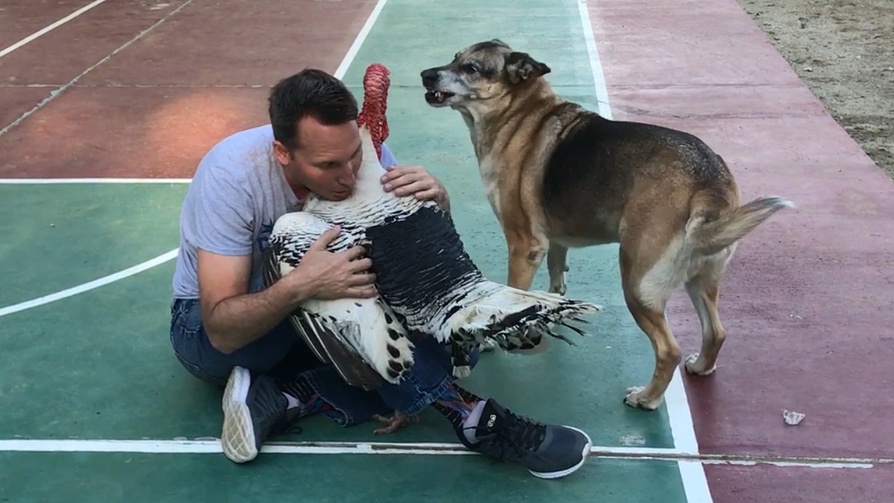 The Ultimate Jealous Pets Compilation