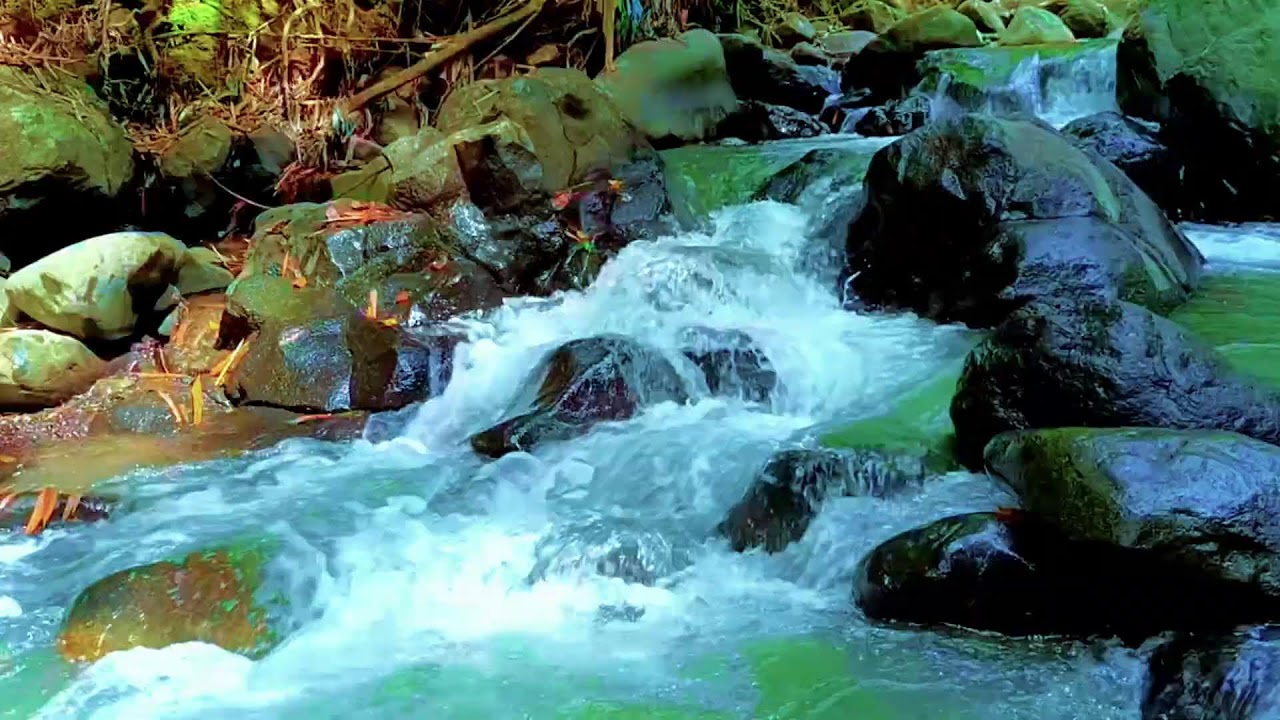 Relaxing River Flow with Birds Chirping | Peaceful Water Ambience for Sleep and Mind Calm