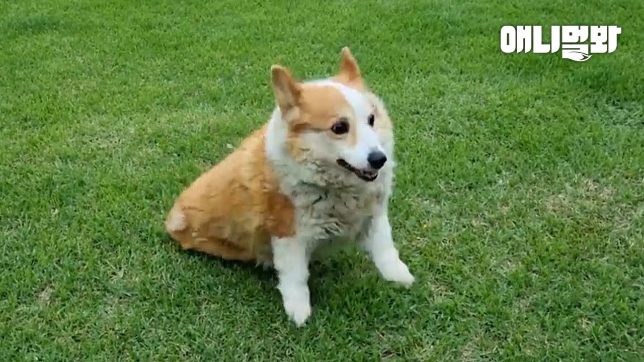История валлийского корги, который не может ходить