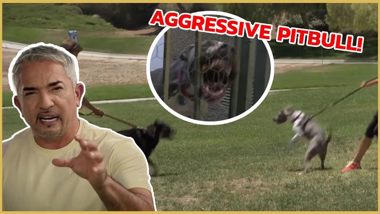 I meet an Aggressive Pitbull | Cesar 911