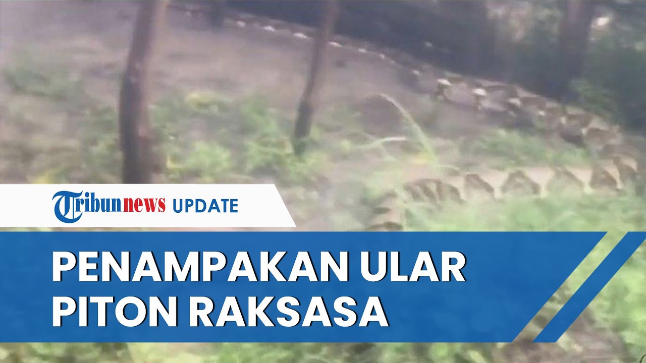 Video Detik-detik Penampakan Ular Piton Super Raksasa di Kalsel, Disebut Pernah Muncul saat Banjir