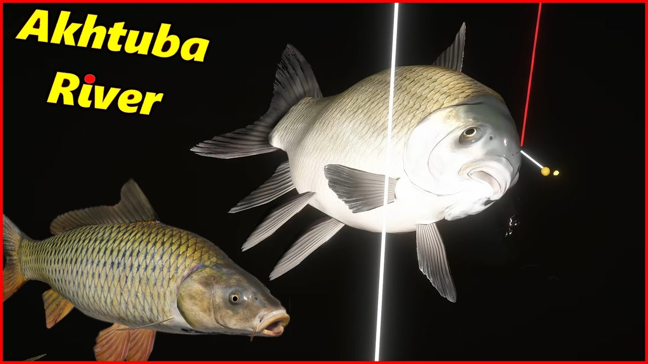 Buffalo & carp Akhtuba River | Russian Fishing 4