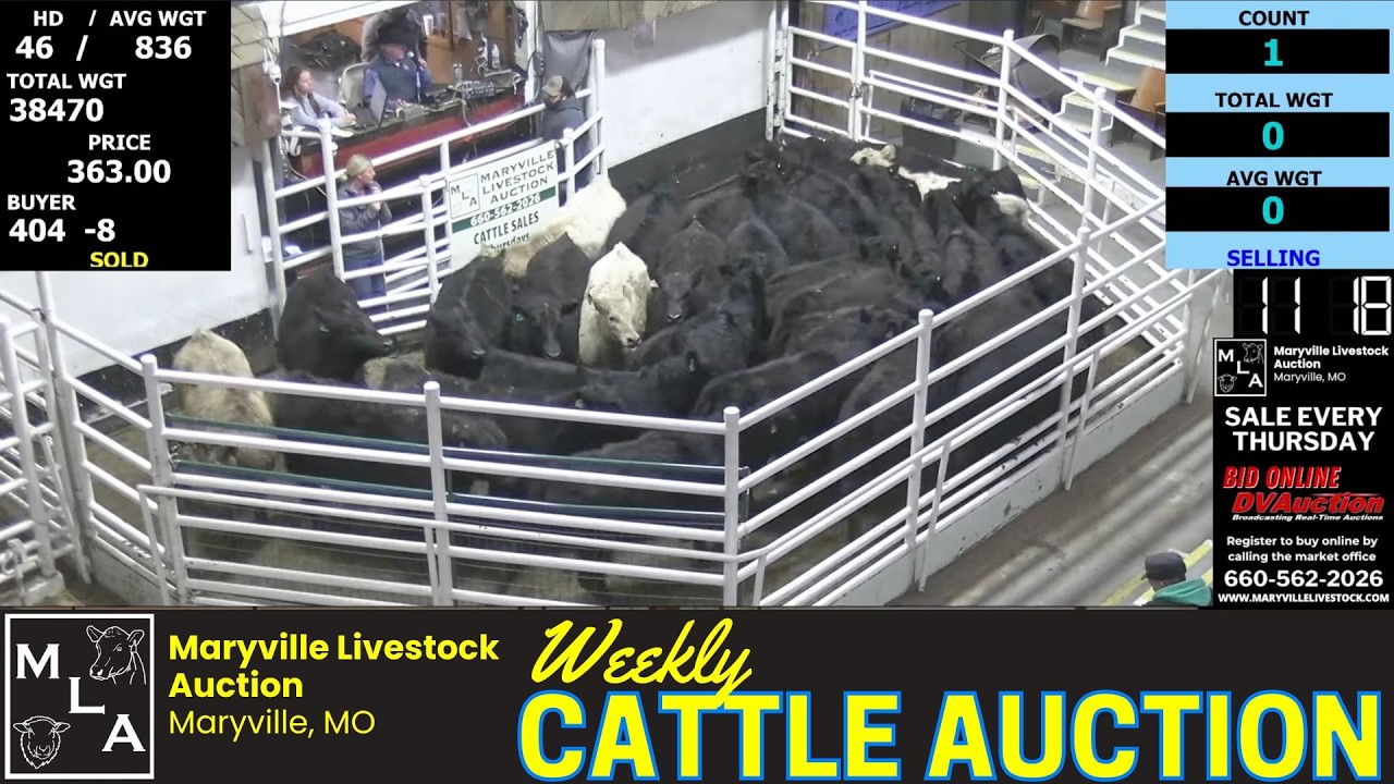 Missouri Cattle Auction: Live at Maryville Livestock Auction | Feb 26, 2026