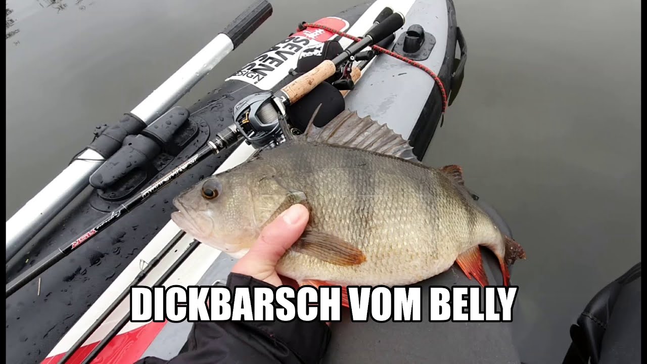 Dicke Barsche vom Belly - Taktik und Ausdauer